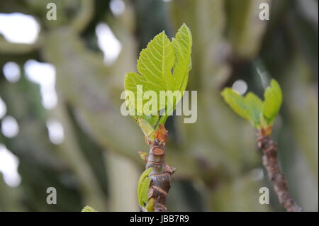 Junge Feedback - Spanien Stockfoto