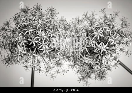 Makro Nahaufnahme der Blüte Zwiebel Blumen in schwarz und weiß Stockfoto