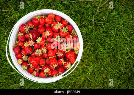 Eimer mit frisch gepflückten Erdbeeren erschossen von oben auf dem grünen Rasen außerhalb mit Textfreiraum Stockfoto