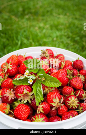 Frisch gepflückten Erdbeeren im Eimer draußen auf dem grünen Rasen mit Textfreiraum Stockfoto