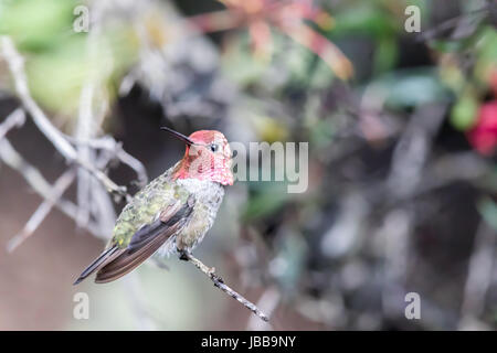 Annas Kolibri (Calypte Anna) thront auf einem Ast in einem botanischen Garten. Stockfoto