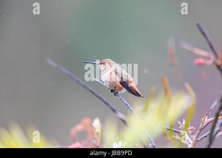 Allens Kolibri (Selasphorus Sasin) thront auf einem Ast im Regen. Stockfoto