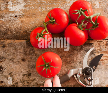 Frisch geerntete Reife rote Traube Tomaten aus dem Garten am Rebstock liegt auf einem alten Holztisch mit ein Mann hält ein paar Gartenschere neben, Ansicht von oben Stockfoto