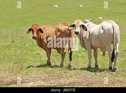 Zwei Brahman Kühe Haustiere stehen in einem Bauernhof Paddock auf eine australische Rinderfarm Stockfoto