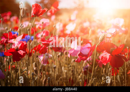 Rote und rosa Mohn mit Wildblumen im sonnigen Sommerwiese Stockfoto