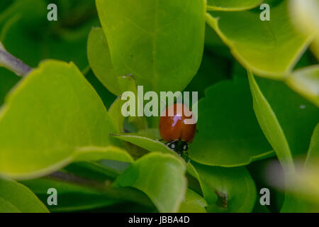 Kleine braune Marienkäfer Wandern rund um einige Blätter Stockfoto