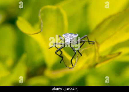 Weiße und schwarze Lygaeoidea ein Blatt Stockfoto