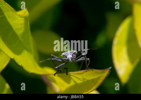 Weiße und schwarze Lygaeoidea ein Blatt Stockfoto