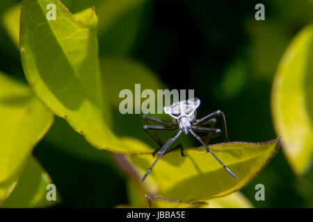 Weiße und schwarze Lygaeoidea ein Blatt Stockfoto