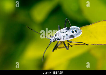 Weiße und schwarze Lygaeoidea ein Blatt Stockfoto