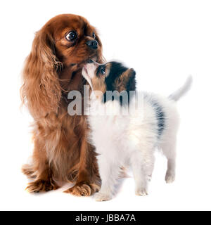 Papillon Welpen und Cavalier king Charles vor weißem Hintergrund Stockfoto