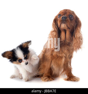 Papillon Welpen und Cavalier king Charles vor weißem Hintergrund Stockfoto