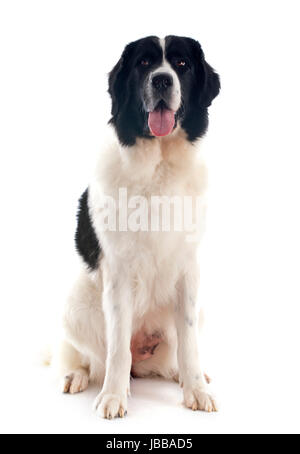 reinrassige Landseer vor weißem Hintergrund Stockfoto