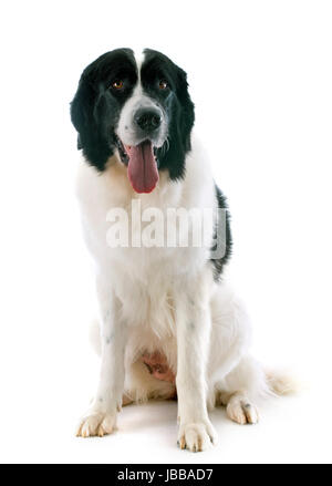 reinrassige Landseer vor weißem Hintergrund Stockfoto
