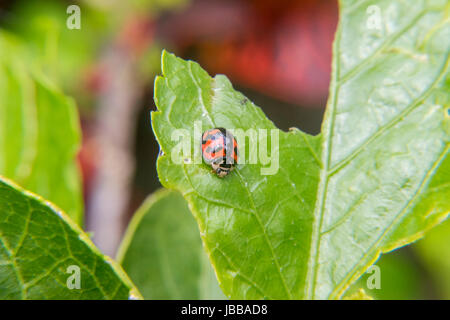 Rote und schwarze Marienkäfer zu Fuß auf einem Baum Blatt Stockfoto