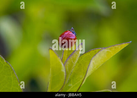 Kleine braune Marienkäfer Wandern rund um einige Blätter Stockfoto