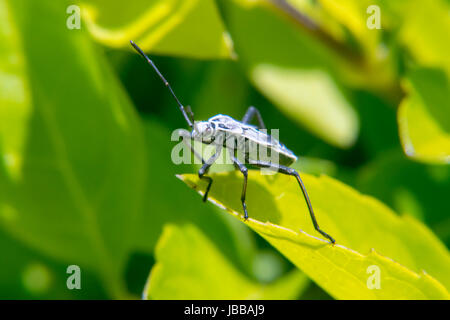 Weiße und schwarze Lygaeoidea ein Blatt Stockfoto