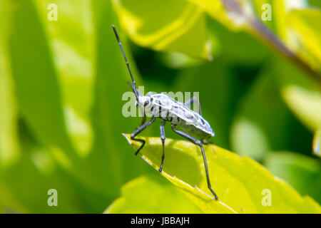 Weiße und schwarze Lygaeoidea ein Blatt Stockfoto