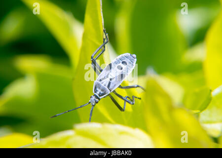 Weiße und schwarze Lygaeoidea ein Blatt Stockfoto