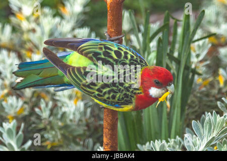 Eastern Rosella, Platycercus Eximius in Doreen, Victoria, Australien Stockfoto