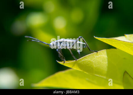 Weiße und schwarze Lygaeoidea ein Blatt Stockfoto