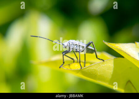 Weiße und schwarze Lygaeoidea ein Blatt Stockfoto