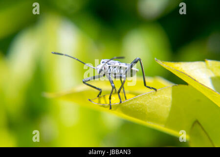 Weiße und schwarze Lygaeoidea ein Blatt Stockfoto