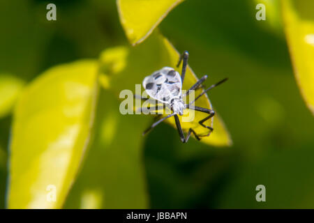 Weiße und schwarze Lygaeoidea ein Blatt Stockfoto