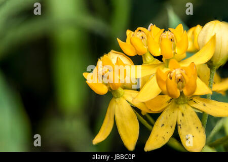 Gelben Glockenblumen in einem Garten Stockfoto