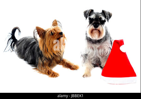 Zwei süße liebenswerte Haustiere posiert neben Weihnachten Kappe. Isoliert auf weiss Stockfoto