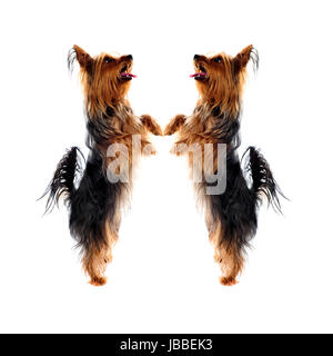 Zwei Yorkshire-Terrier lieben Haustiere auf Beinen stehen und blickte nach oben Stockfoto