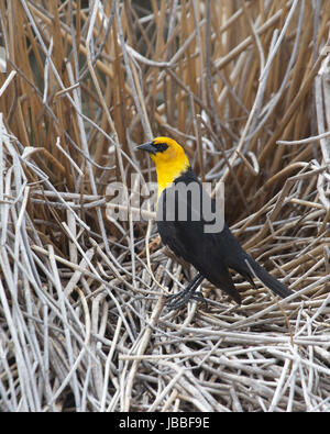 Yellow-headed blackbird Männlich (Xanthocephalus xanthocephalus) auf Schilf in Marsh Zucht Lebensraum an Frank Lake Conservation Area gehockt Stockfoto