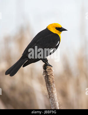 Gelbkopf-Amsel-Männchen (Xanthocephalus xanthocephalus), das auf einem Rohrschwanz im Sumpfgebiet des Frank Lake Conservation Area thront Stockfoto