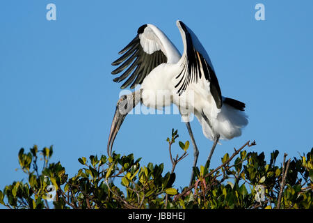 Holz-Storch (Mycteria Americana) Flügel ausbreitet Stockfoto