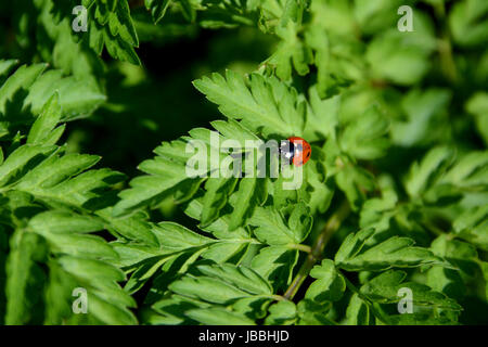 Nahaufnahme von einem Marienkäfer auf den Blättern von Queen Anne es Lace Stockfoto