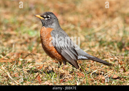 Weiblichen American Robin (Turdus Migratorius) auf der Suche nach Würmern auf einer Wiese im Frühling Stockfoto