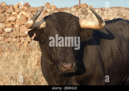 Exemplar der spanischen Freilandhaltung Fighting Bull Rasse aus Freilandhaltung auf ausgedehnten Ländereien. Kampfstiere werden für eine bestimmte Kombination von Aggression, Energie, Kraft und Ausdauer ausgewählt. Stockfoto