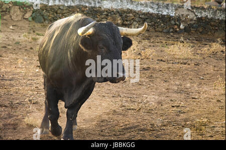 Exemplar der spanischen Freilandhaltung Fighting Bull Rasse aus Freilandhaltung auf ausgedehnten Ländereien. Kampfstiere werden für eine bestimmte Kombination von Aggression, Energie, Kraft und Ausdauer ausgewählt. Stockfoto