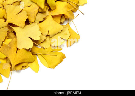 viele getrockneten Ginkgo-Blättern auf dem weißen Hintergrund isoliert Stockfoto