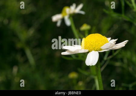 Wenig isoliert Daisy in einem Garten Stockfoto