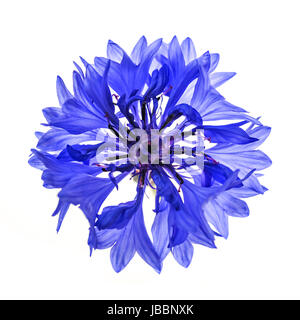 Eine blaue Kornblume Blume isoliert auf weißem Hintergrund, Studio von oben geschossen. Stockfoto