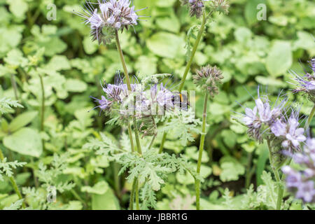 Hummel Closeu Hummel auf Phacelia Tanacetifolia Honig Pflanze für Bienen und andere Insekten Stockfoto