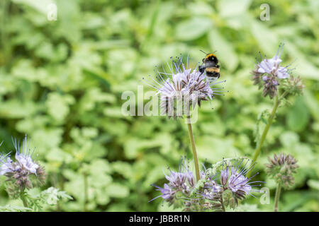 Hummel Closeu Hummel auf Phacelia Tanacetifolia Honig Pflanze für Bienen und andere Insekten Stockfoto