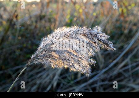 gemeinsamen Schilf Phragmites Australis Saatgut Kopf Nahaufnahme, Gegenlicht Stockfoto