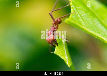 Rote Ameisen schneiden ein Blatt Stockfoto