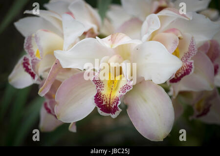 Weiße und violette Orchideen auf eine Blumenausstellung Stockfoto