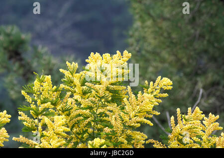 Blume des Ginestra in einem Garten in La spezia Stockfoto