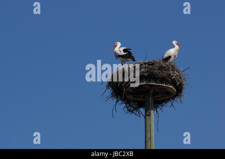 Weißstorchpaar in Dachmarke "Horst" Stockfoto