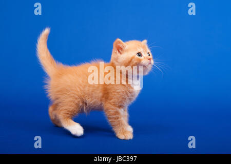 Ginger schottischen reinrassige Katze sitzt auf blauem Hintergrund Stockfoto