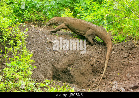 Komodo Dragon zu Fuß aus einem Loch auf Rinca Island im Komodo National Park, Nusa Tenggara, Indonesien. Es ist die größte lebende Art der Eidechse Stockfoto